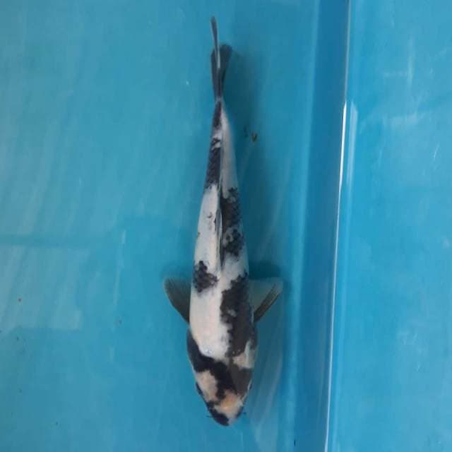 Petir - Shiro Utsuri