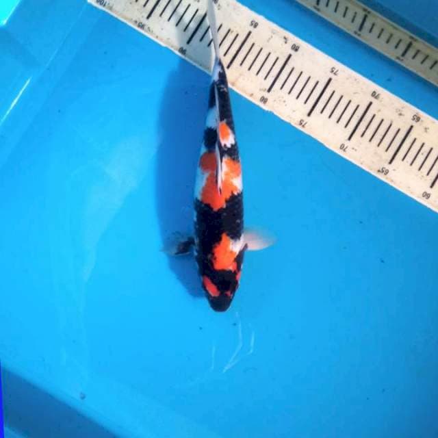 30up Showa male 