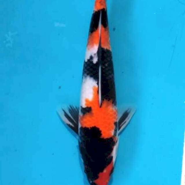 26cm Showa Male