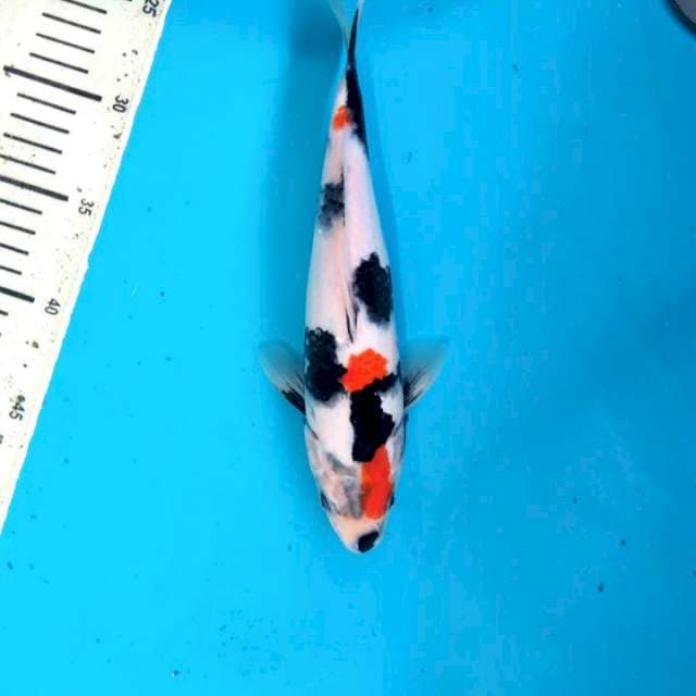 Special Kindai Showa 26cm