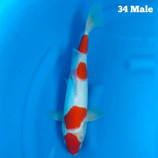 Kohaku 4step jossssssss