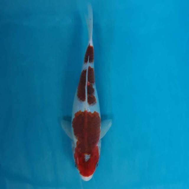 Anggur Merah - Ai Goromo