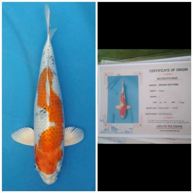 Okawa Sanke Metalik