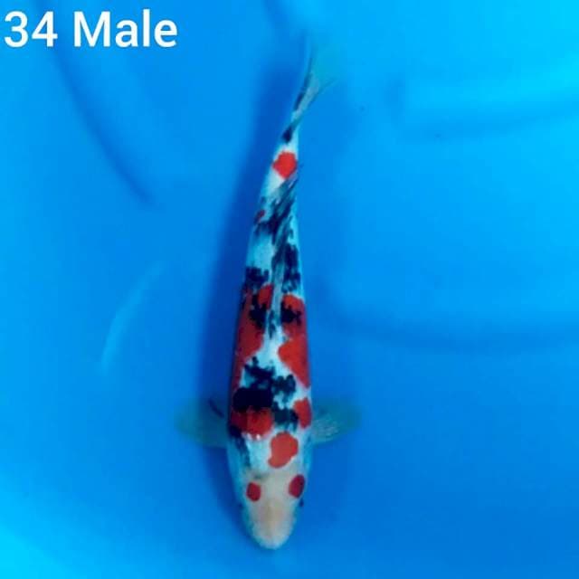 SANKE KACAMATA 34 M