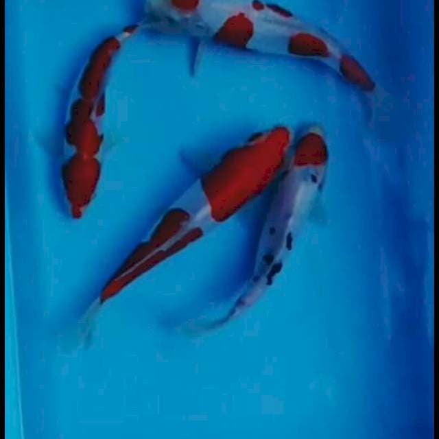Kohaku 20-24cm 