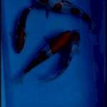 Kohaku 20-24cm 