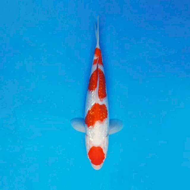 KENZEI 9 - KOHAKU GIN RIN ®