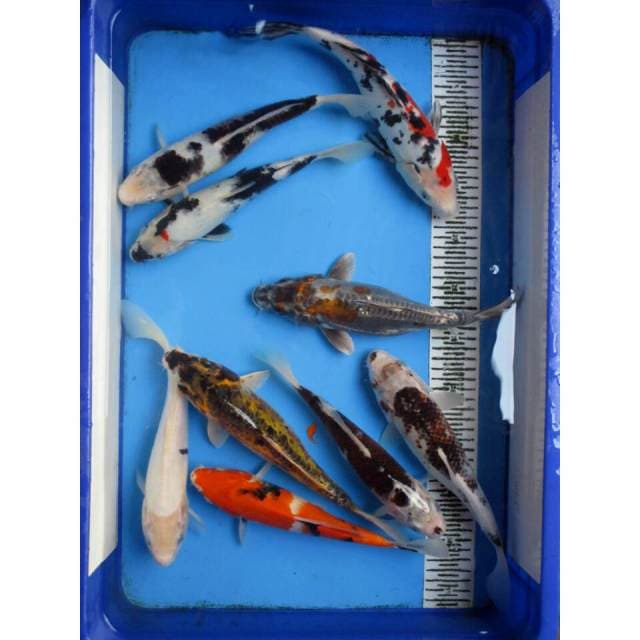 MIX KOI 9 EKOR 26 - 29 CM