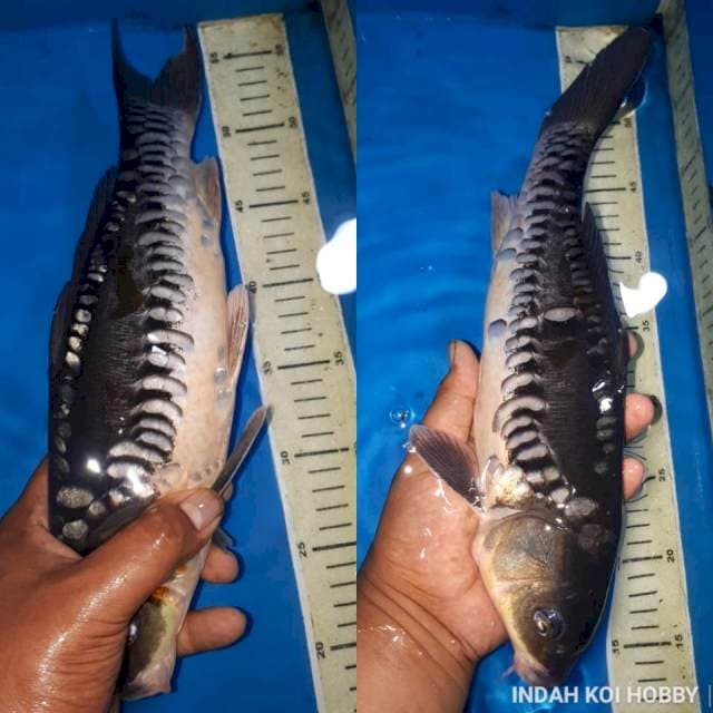 Soragoi sisik naga ring rapi 34 cm