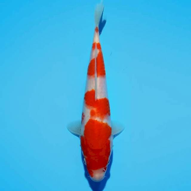 ND RIPPLE 22CM