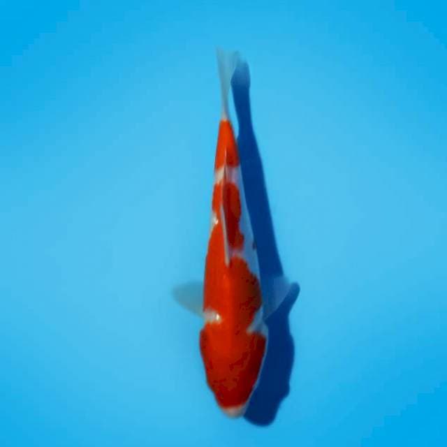 Kohaku 20cm