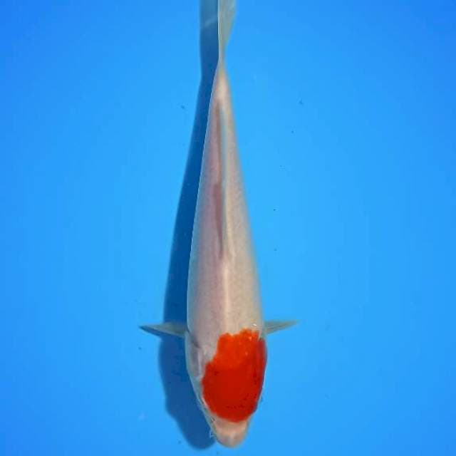 Tancho 21cm