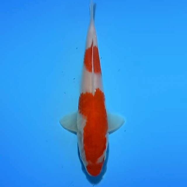 Kohaku 18cm