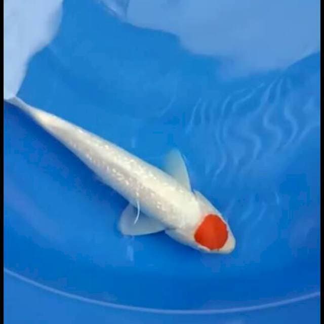 Tancho kohaku ginrin 30 cm