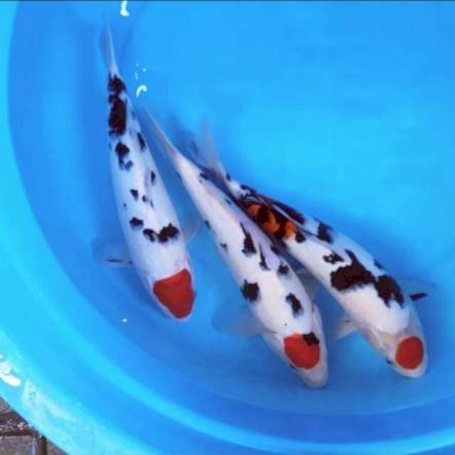 Si cantik tancho" showa ..