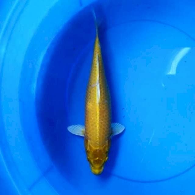 Ogon 35