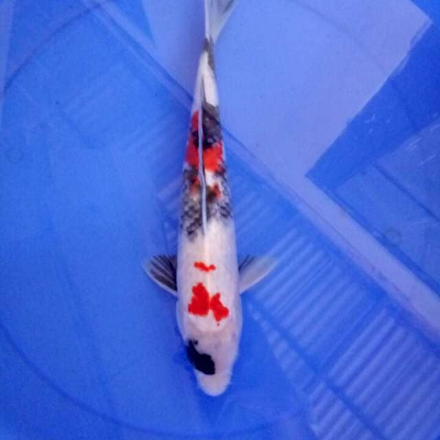 Showa 35 cm
