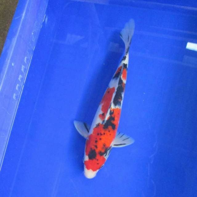 Red black poolcadot 28cm