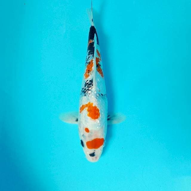 Kindai Showa Ginrin, 28 cm