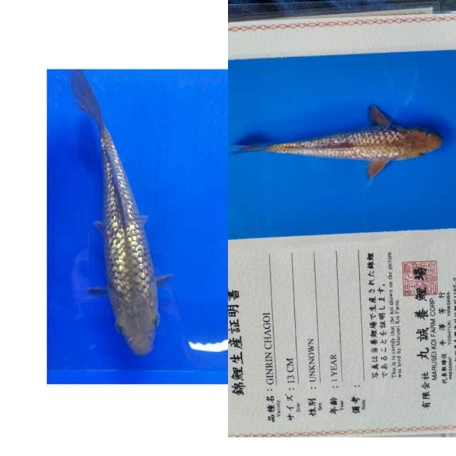 Chagoi gingrin marusei