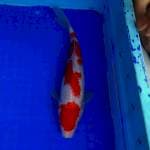 ORIGINAL yondan kohaku 28cm