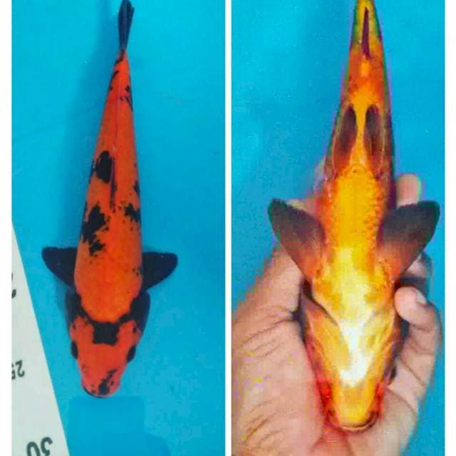 Hiutsuri tembus 25cm
