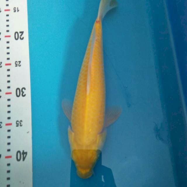 Karashi 25cm