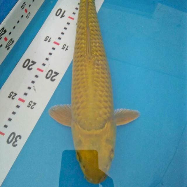 Midori hijau 35cm