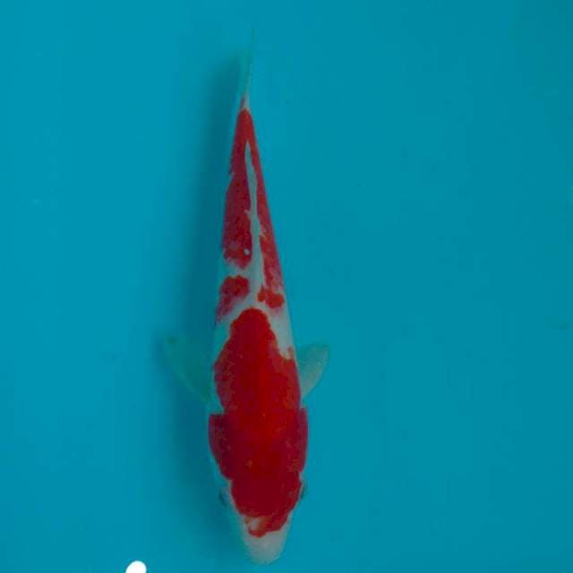 Kohaku, merah darah  bos