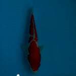 Kohaku, merah darah  bos