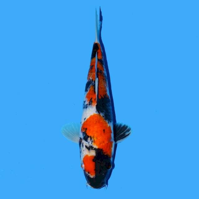 Maruten Showa