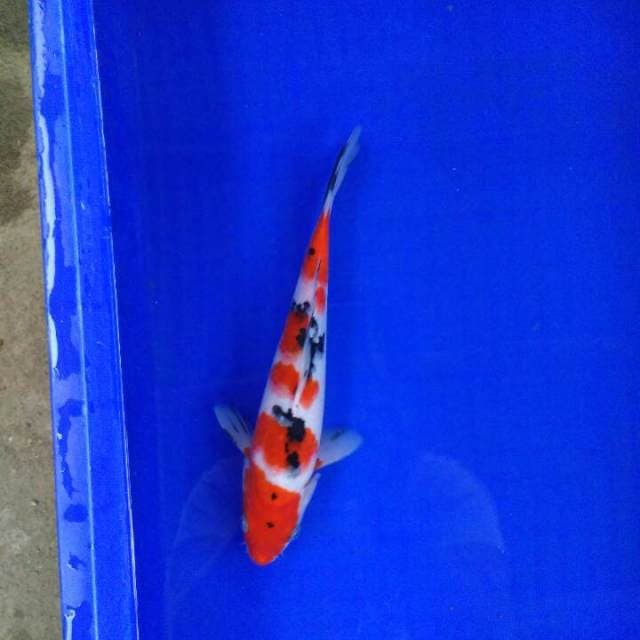 Red sanke ORI 25cm