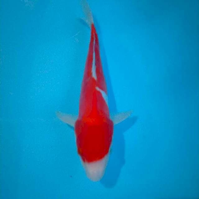 Kohaku original