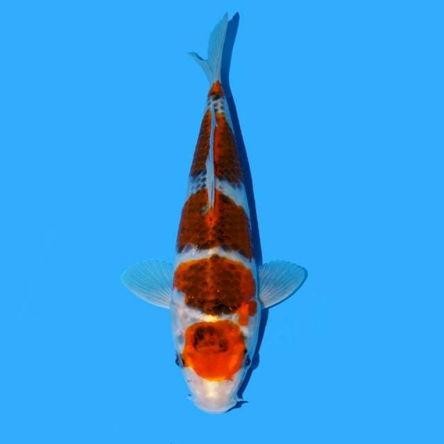Maruten Godan Goshiki
