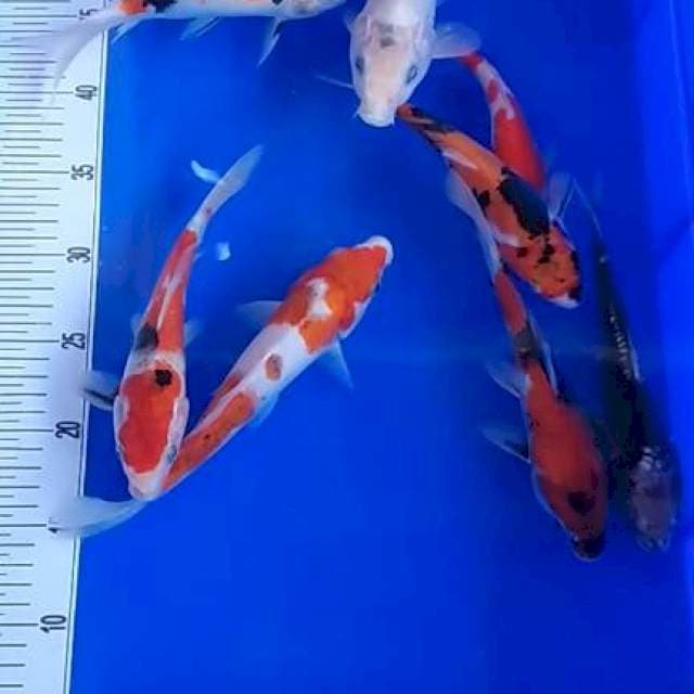 Mix koi