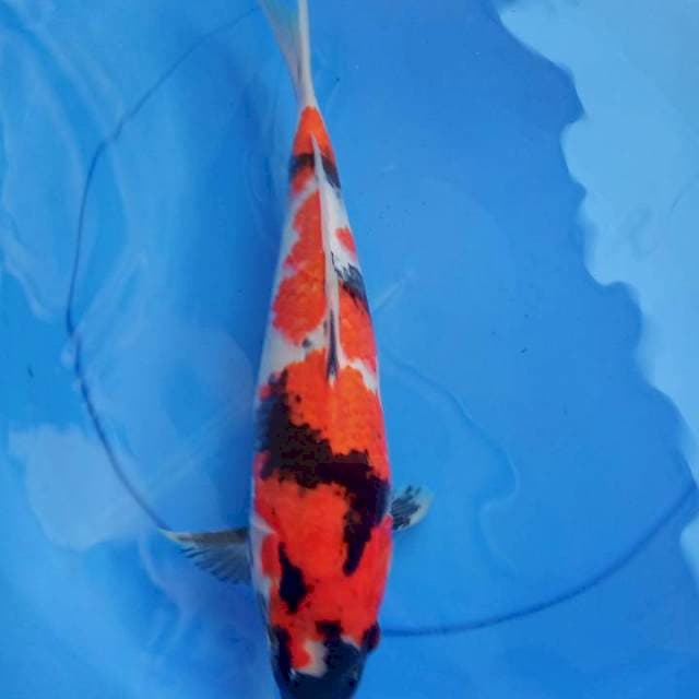 showa 38cm