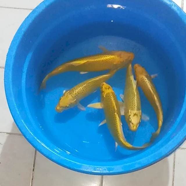 Kin matsuba paket 5 ekor