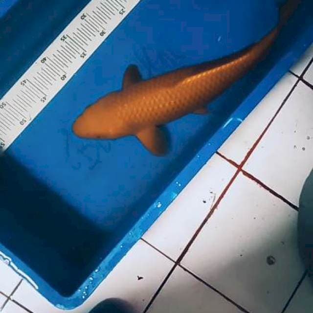Chagoi 48 cm