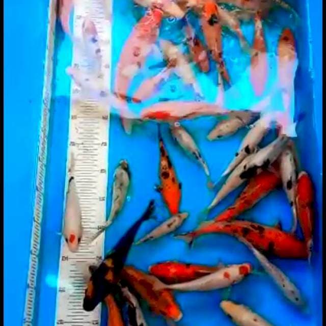 Showa 34 Cm 