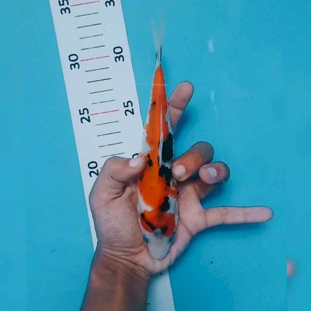 Showa 20cm