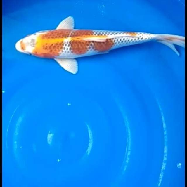 Goshiki 37 cm sex famale