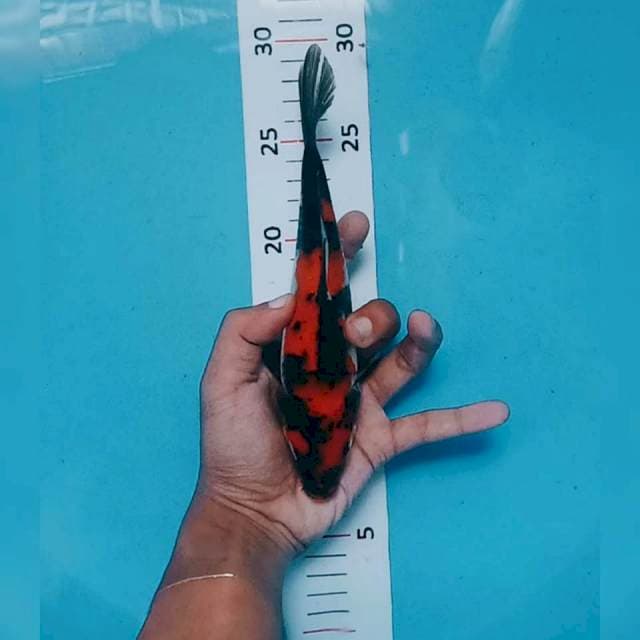 Showa 21cm