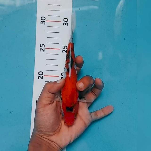 Showa 18cm