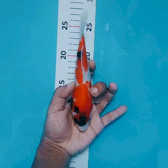 Showa 19cm