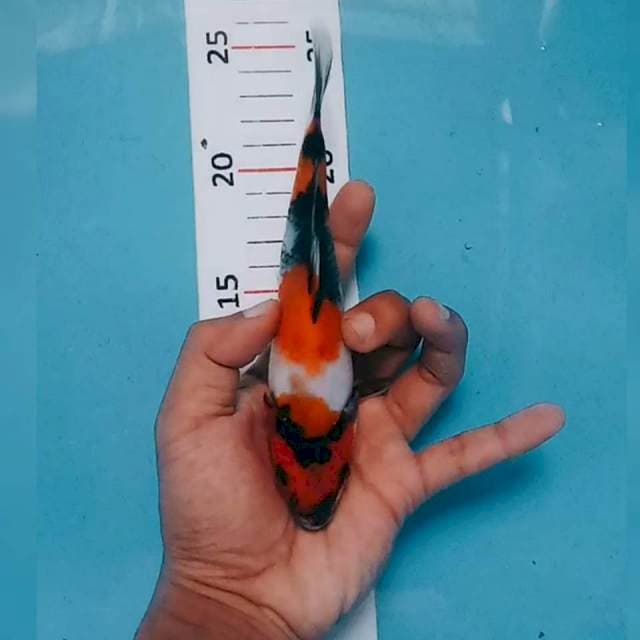 Showa 19cm