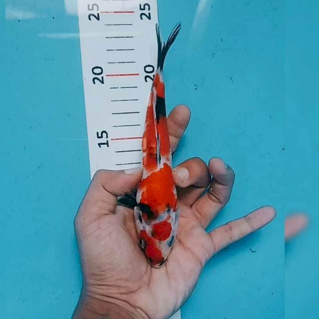 Showa 18cm