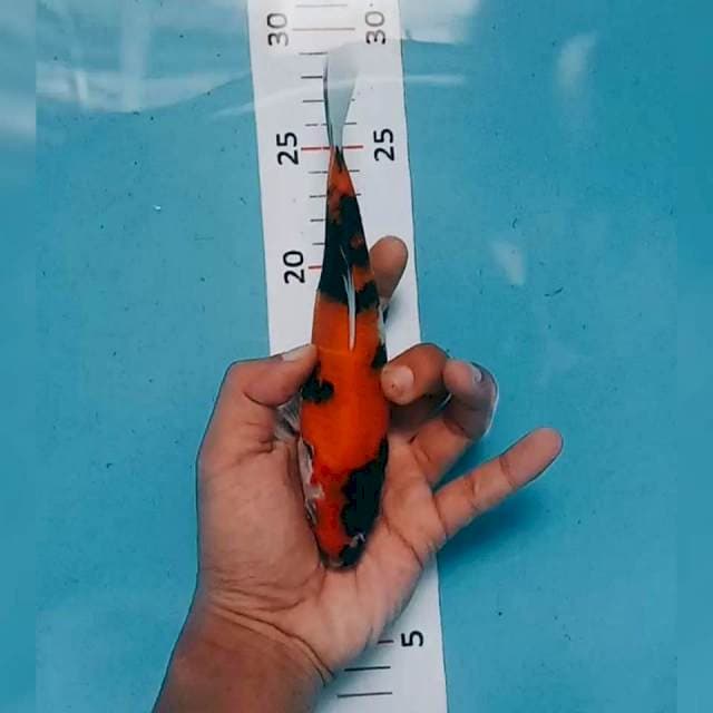 Showa 18cm