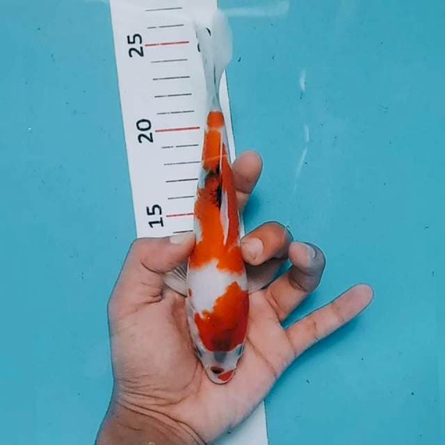 Showa 19cm