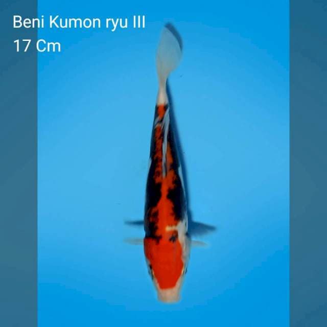 Benikumonryu