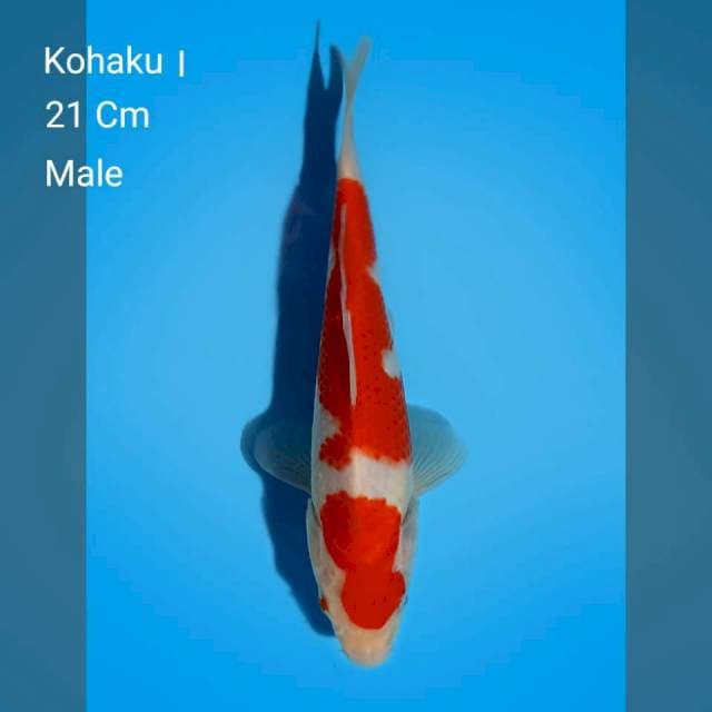 Kohaku